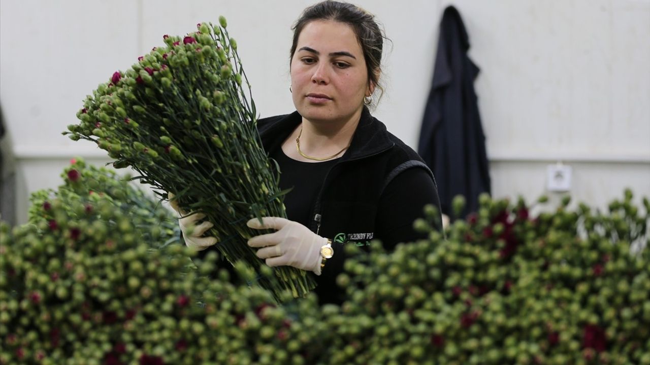 Dünya Kadınlar Günü'nde Türkiye'den 75 Milyon Dal Çiçek İhracatı