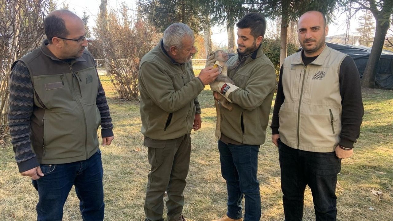 Elazığ'da Bulunan Makak Maymunu Gaziantep'e Sevk Edildi