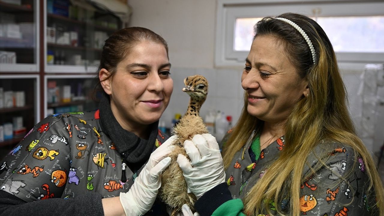 Gaziantep'te Yavru Deve Kuşu 'Garip' Klinik Personelinin Şefkatiyle Büyüyor