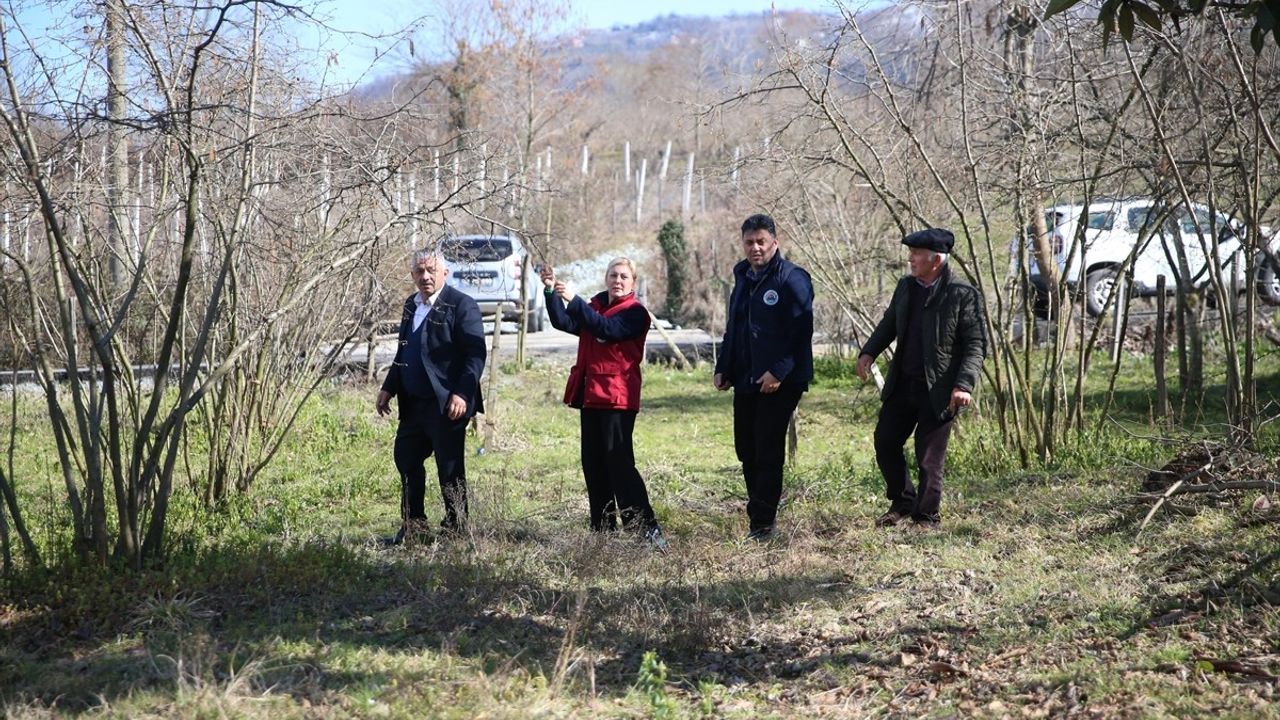 Kar Fındık Üretimini Olumsuz Etkilemedi