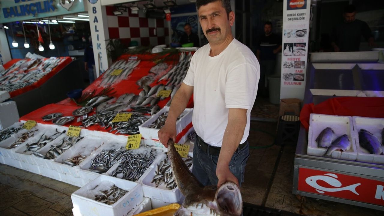 Karadeniz'de Fener Balığı Satışı Başladı