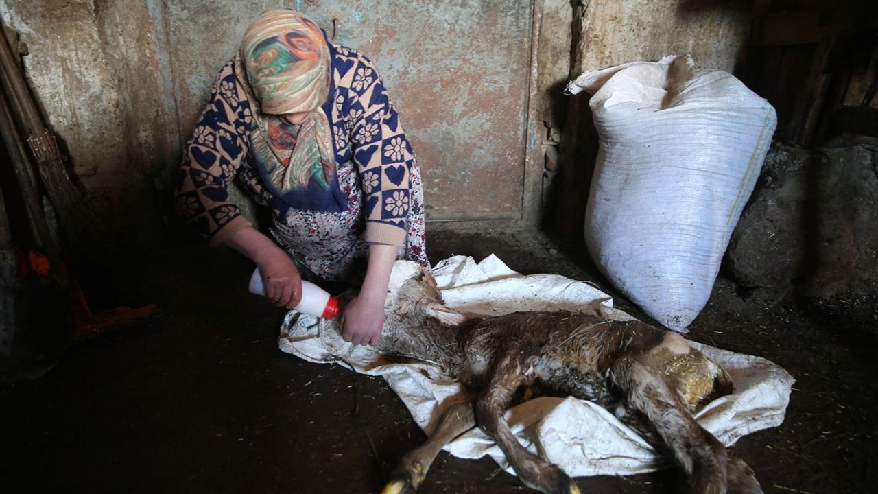 Kars'ta Anomali Gösteren İkiz Buzağılar Şaşkınlık Yarattı