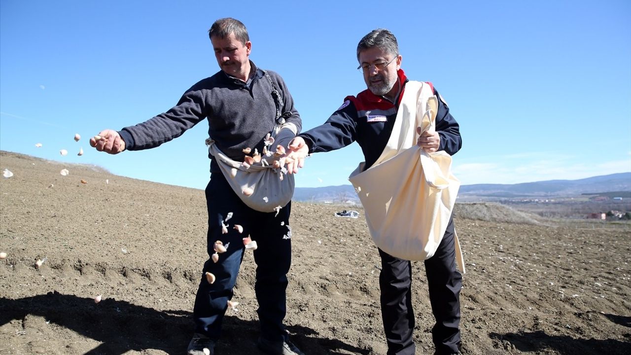 Kastamonu'da Sarımsak Ekimine Katılan Tarım ve Orman Bakanı Yumaklı, Kadınlar Günü'nde Üretimi Vurguladı