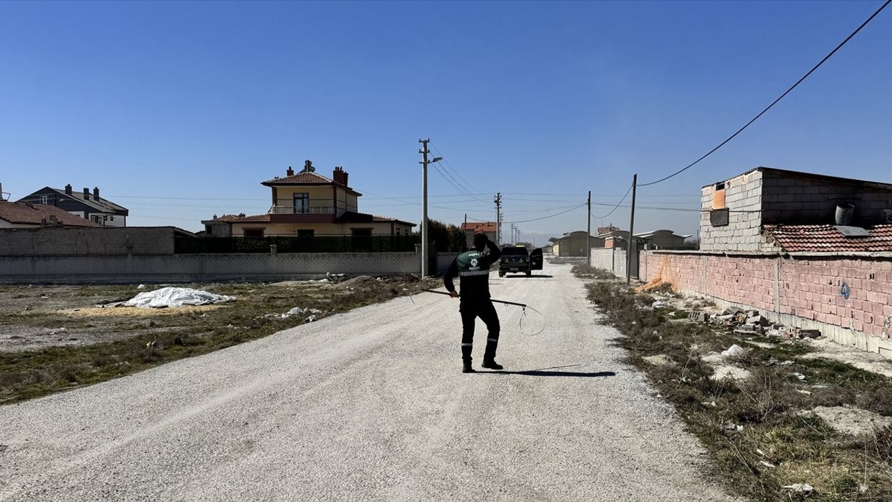 Konya'da Köpek Saldırısının Ardından Sahipsiz Hayvanlar Toplanıyor