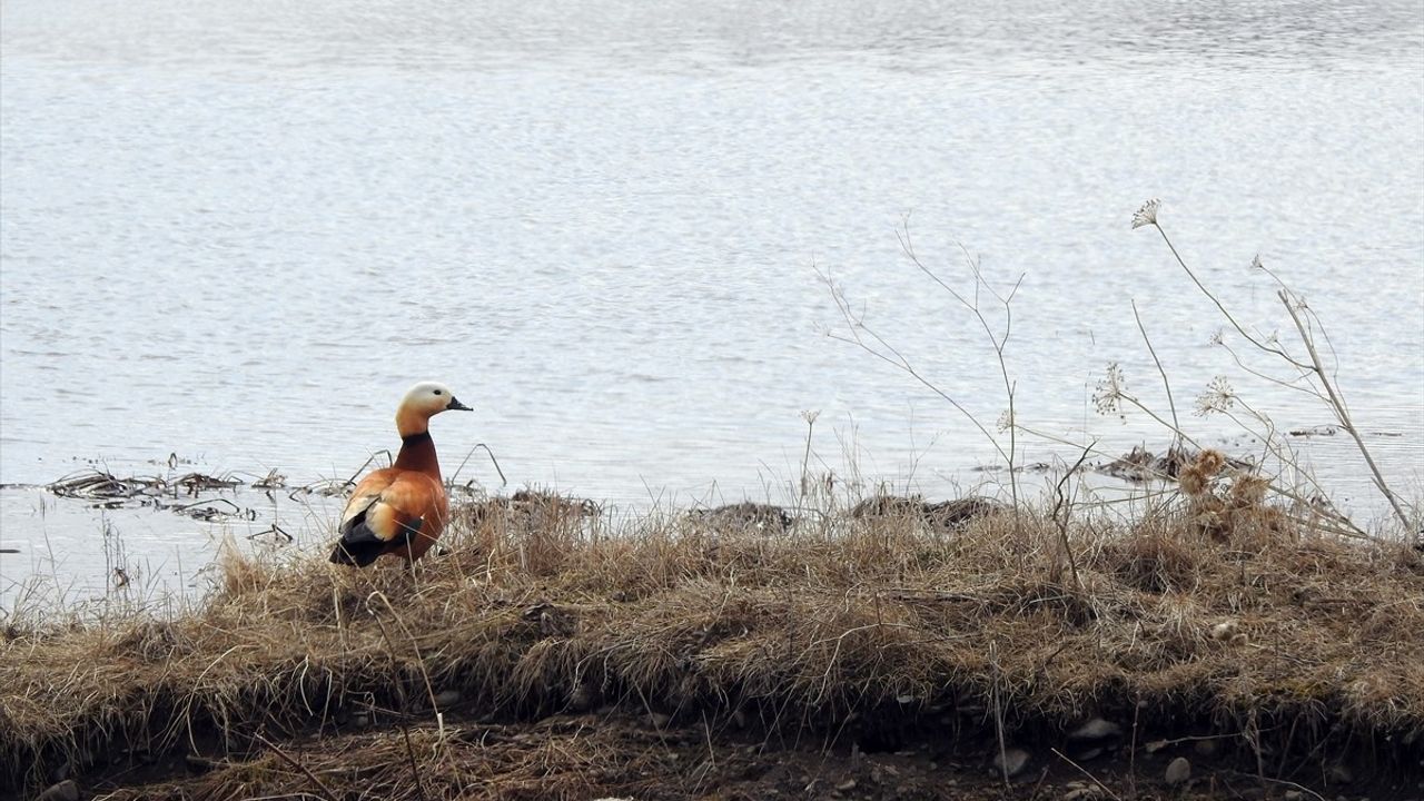 Kura Nehri Taştı: Göle Ovası'nda Taşkın Tehlikesi