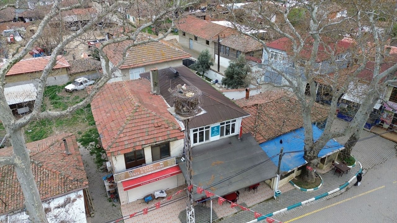 Leyla ve Mecnun Tekirdağ'daki Yuva Yolculuğuna Döndü