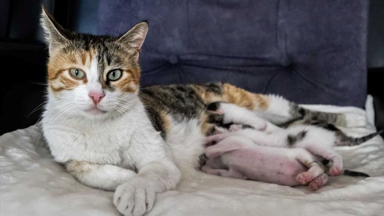 Mersin'deki Camide Doğan Kedi ve Yavruları Sahiplendirildi