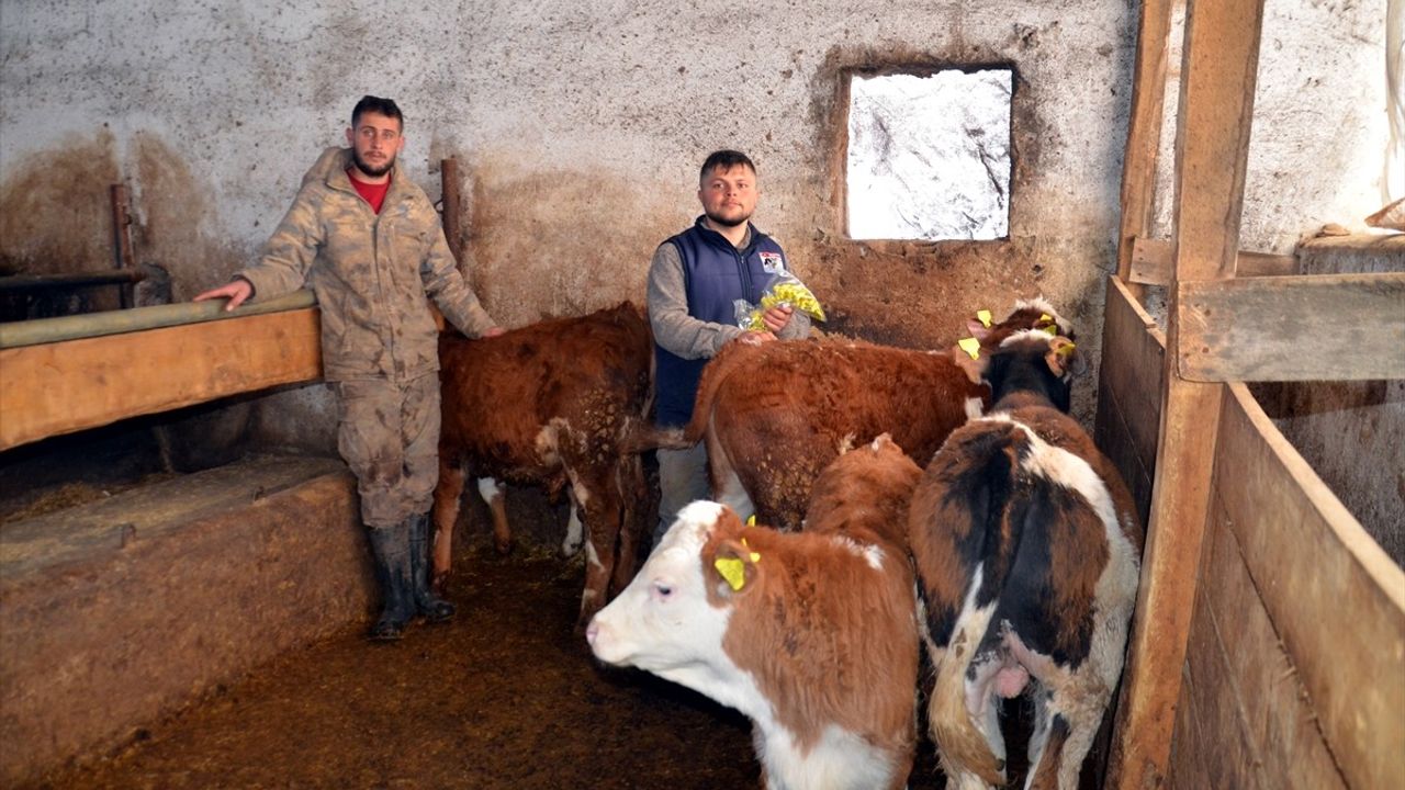 Muş'ta Ücretsiz Buzağı Küpeleme Çalışmaları Başladı