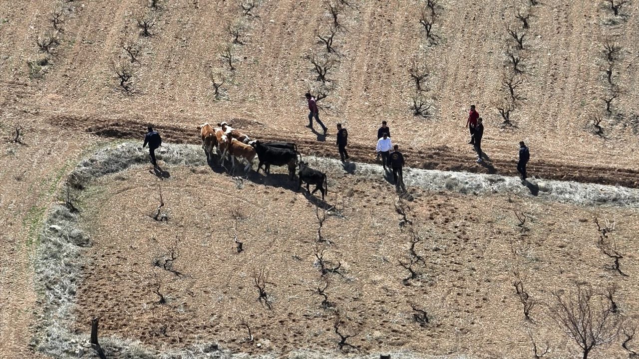 Nevşehir'de Büyükbaş Hayvan Hırsızlığı: 2 Şüpheli Yakalandı