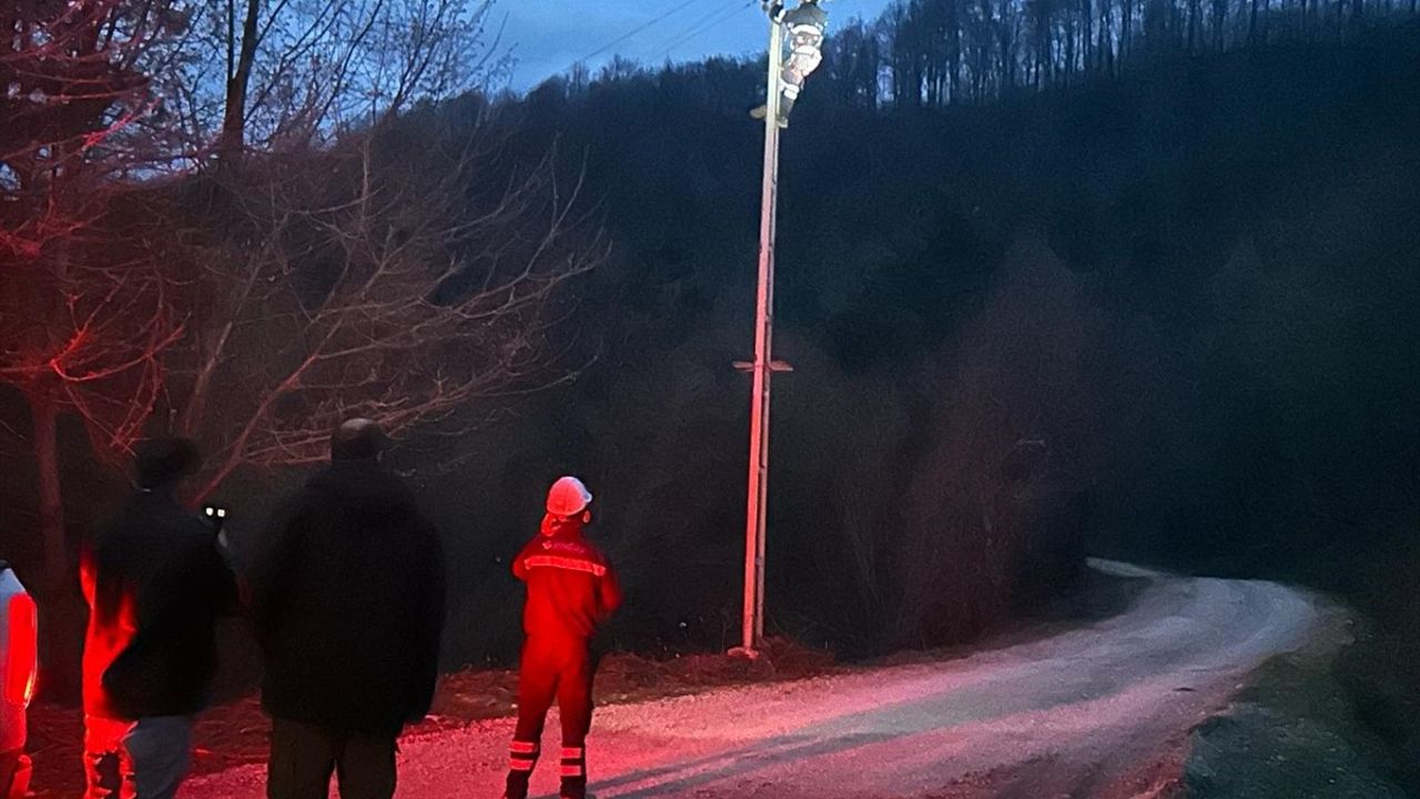 Sinop'ta Elektrik Kaçağı Hayvan Ölümüne Neden Oldu