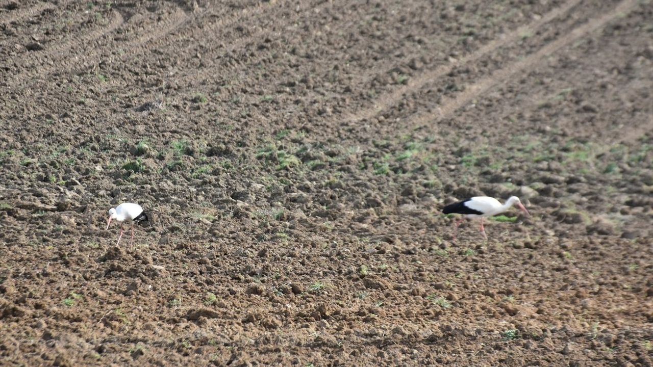 Sinop'ta Leylekler Baharın Gelişini Müjdeliyor