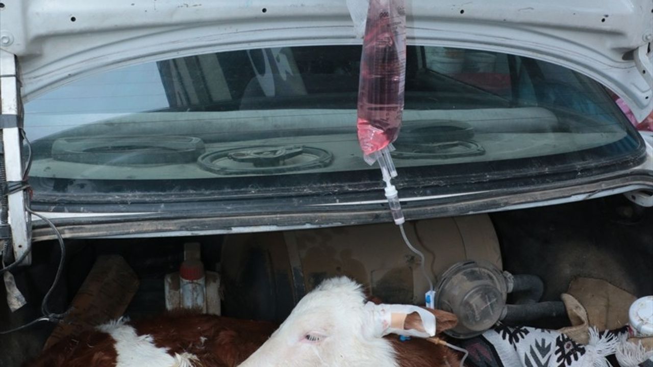Yozgat'ta Hastalanan Buzağı, Sahibi Tarafından Veterinere Taşındı