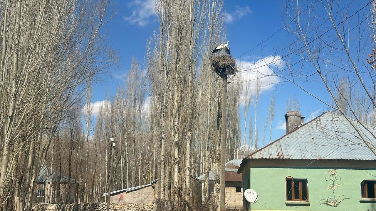 Yüksekova'da Yaralı Leylek Tedavi Altına Alındı