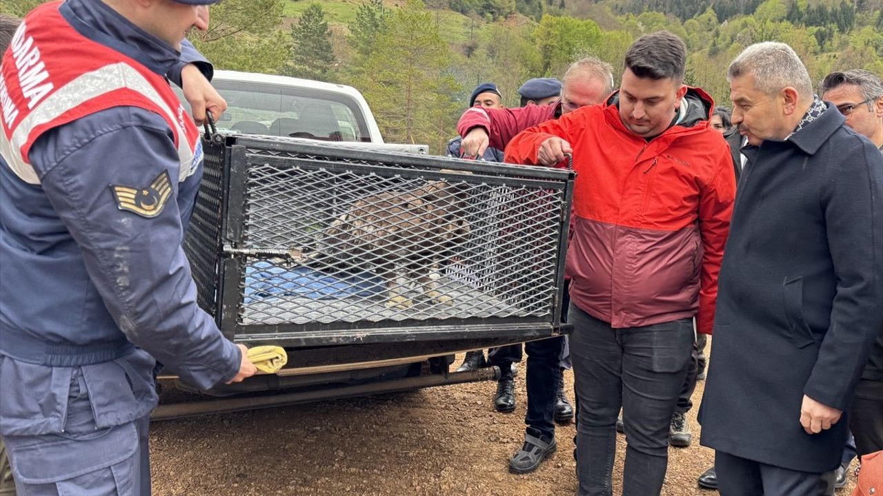 Artvin'de Yaralı Kaya Kartalı Doğaya Kavuştu