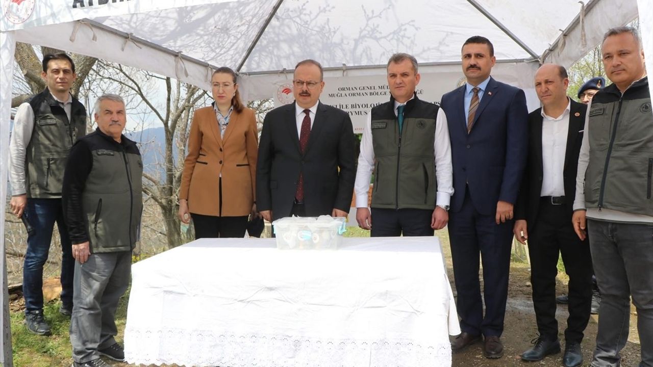 Aydın'da Gal Arısına Karşı Biyolojik Mücadele Başlatıldı