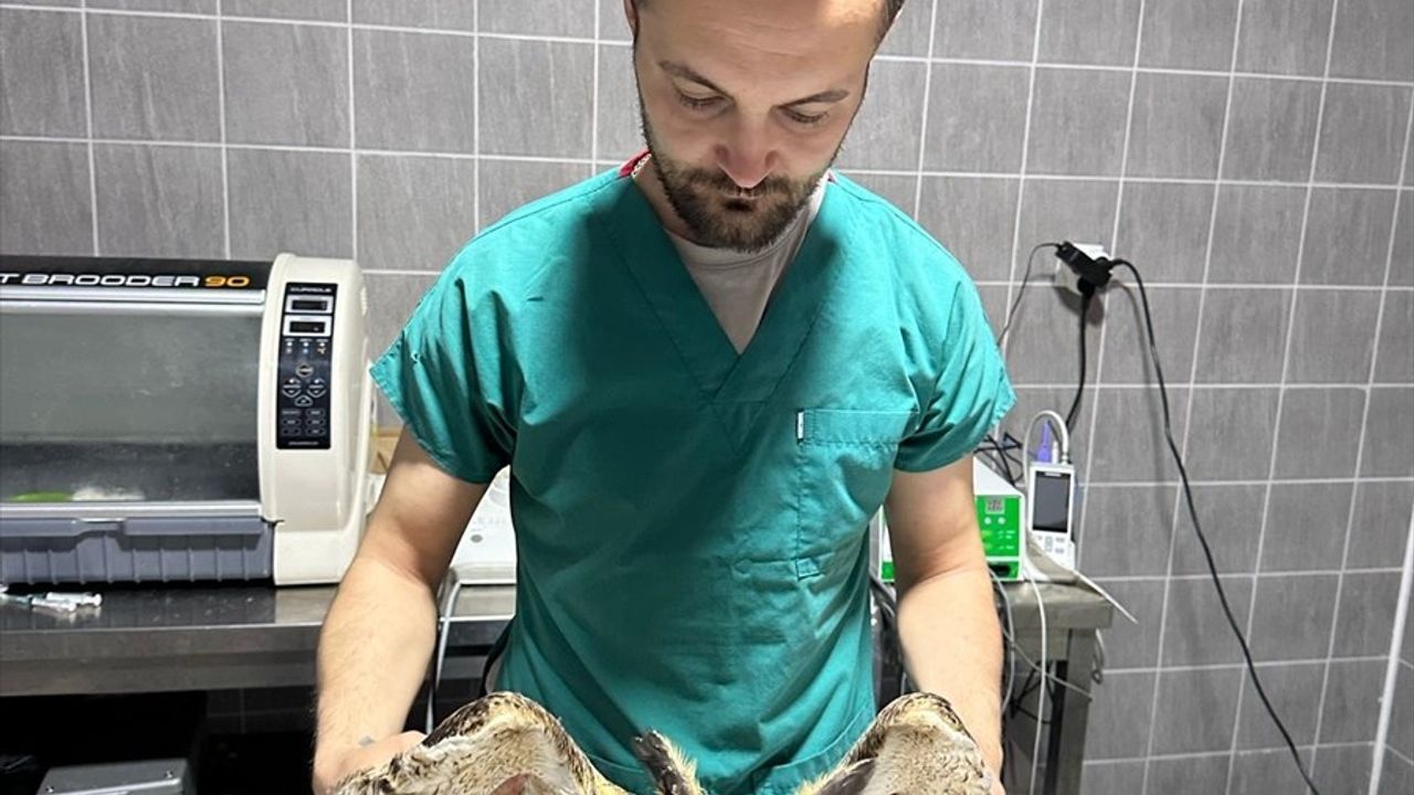 Bilecik'te Yaralı Baykuş Tedavi Ediliyor