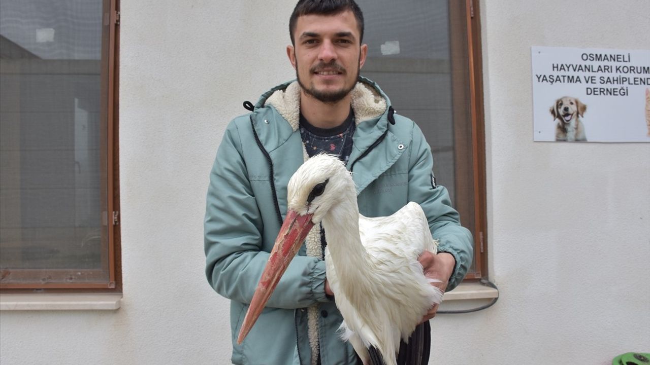 Bilecik'te Yaralı Leylek Tedavi Altına Alındı