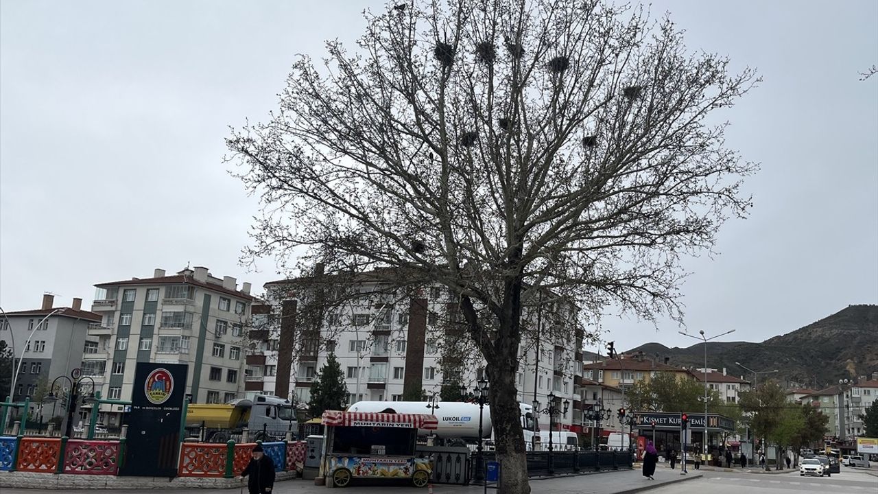Çankırı'da 8 Karga Bir Ağaçta Yuvalandı
