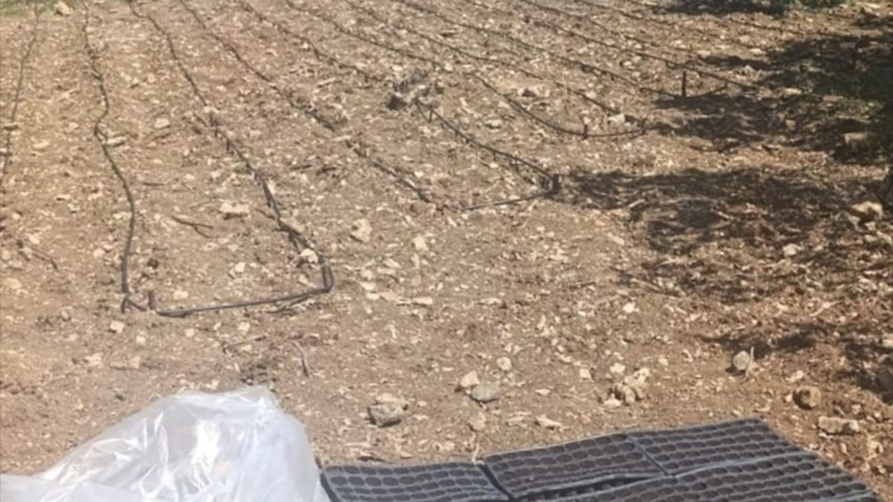 Diyarbakır'da Uyuşturucu Operasyonu: 18 Bin Kök Kenevir ve 81 Kilo Esrar Ele Geçirildi