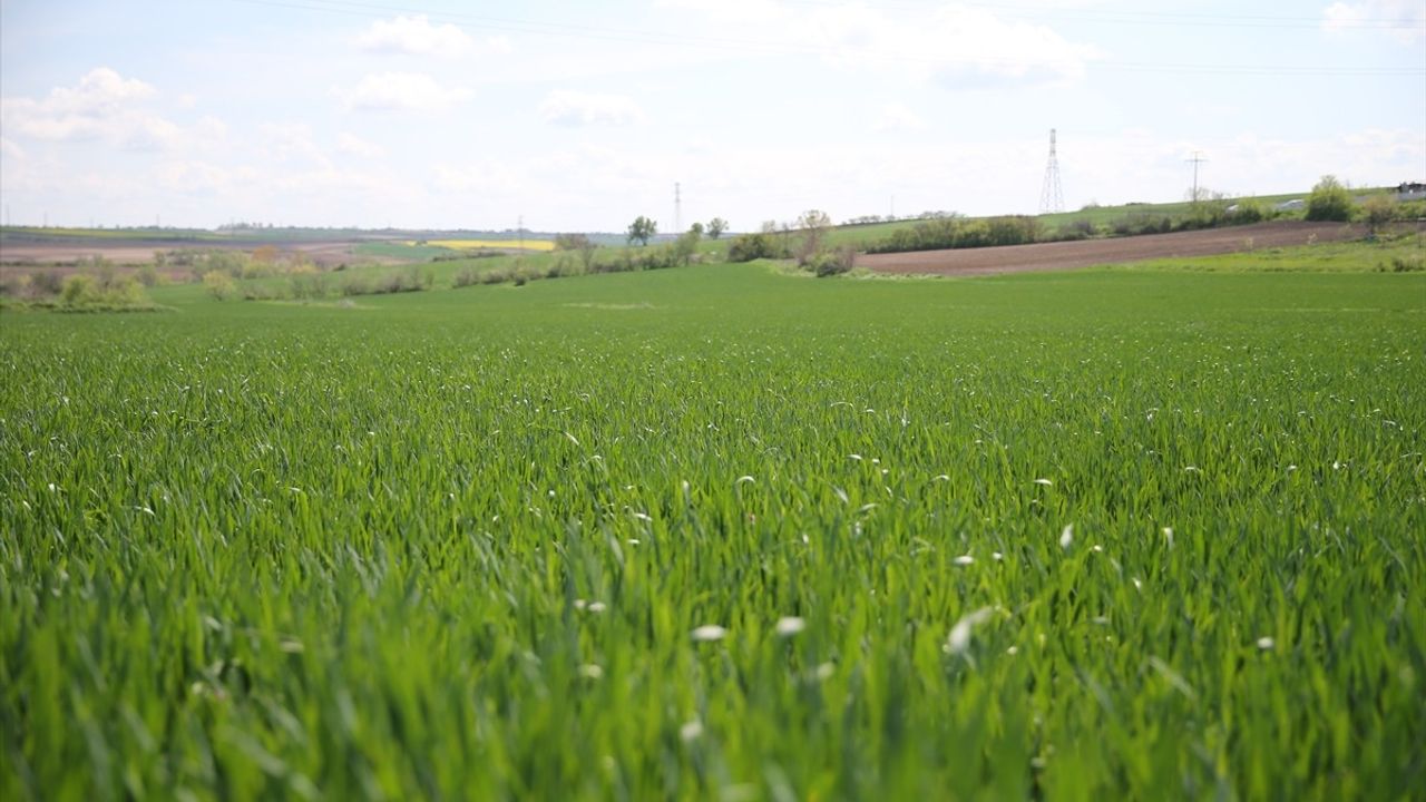 Edirne'de Yağışlar Buğday Verim Beklentisini Artırdı