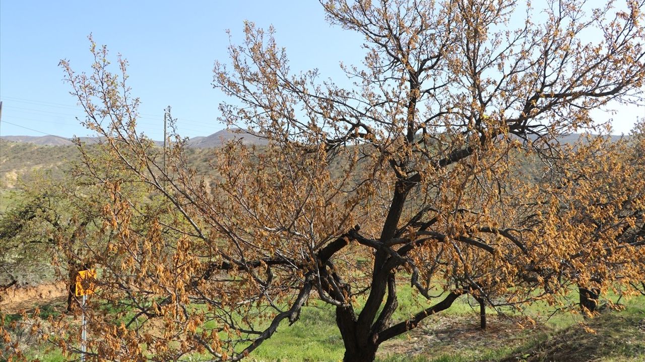 Elazığ'daki Ziraat Dondurması: TZOB Başkanı İncelemede Bulundu