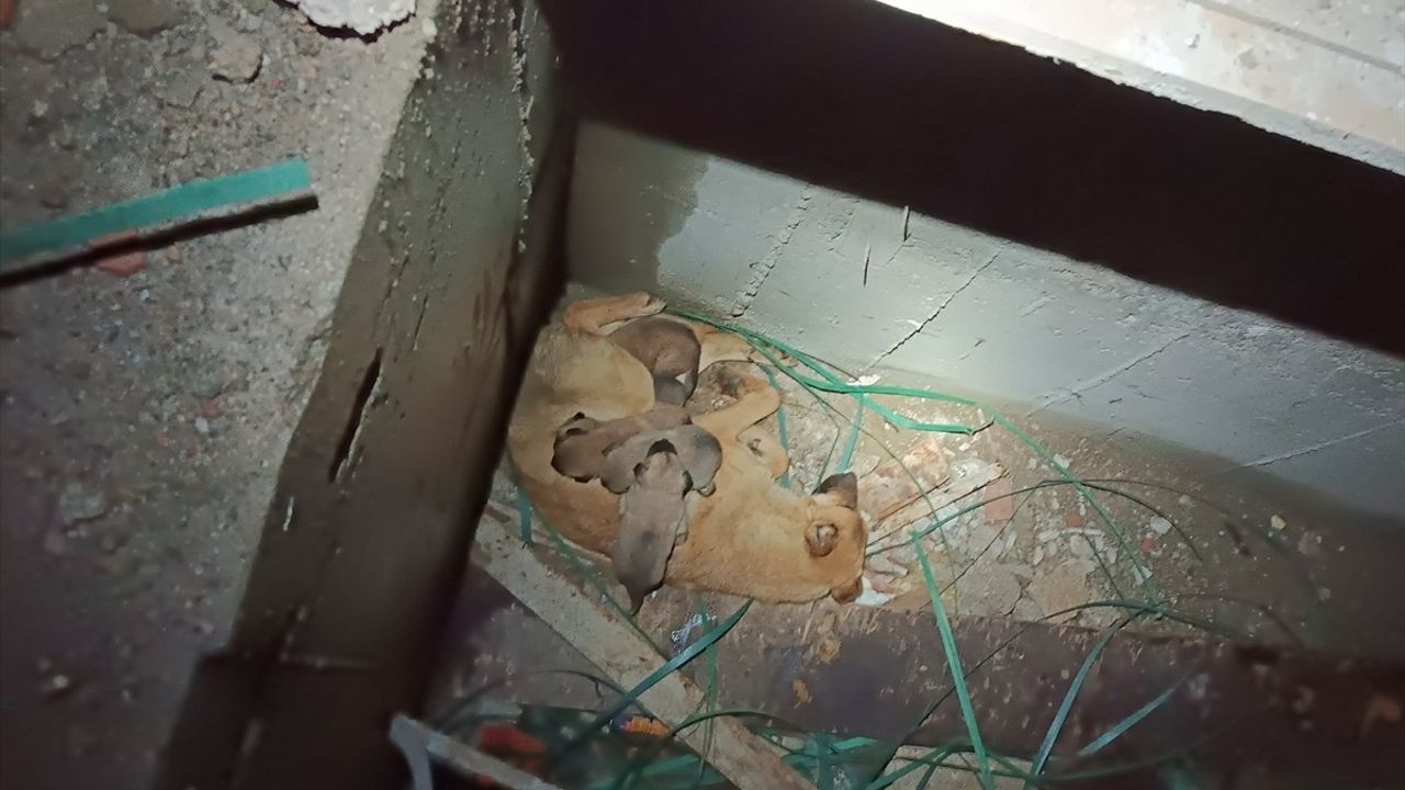 Erzurum'da Mahsur Kalan Anne Köpek ve Yavruları Kurtarıldı
