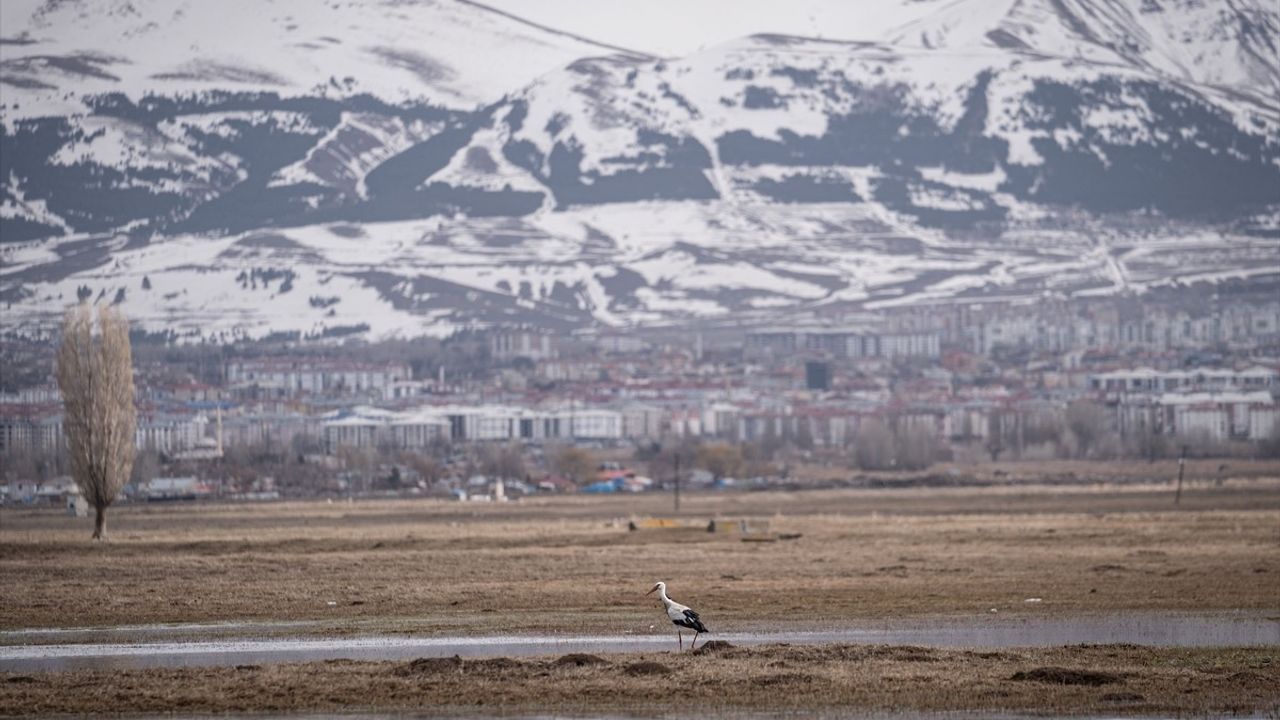 Erzurum'daki Sulak Alanlar, Göçmen Kuşlarla Canlanıyor