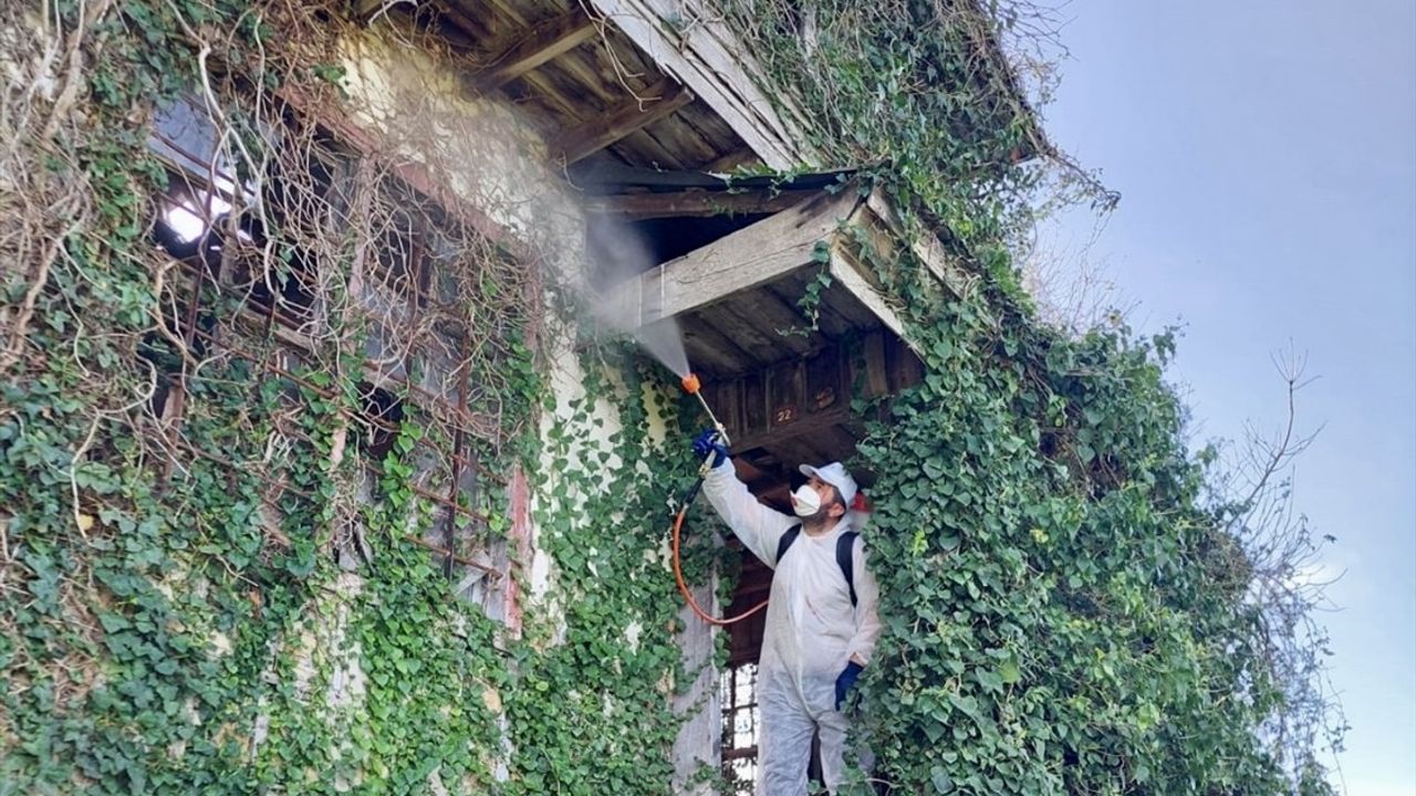 Fındığın Koruyucusu: Samuray Arıları Kahverengi Kokarcaya Karşı Mücadelede