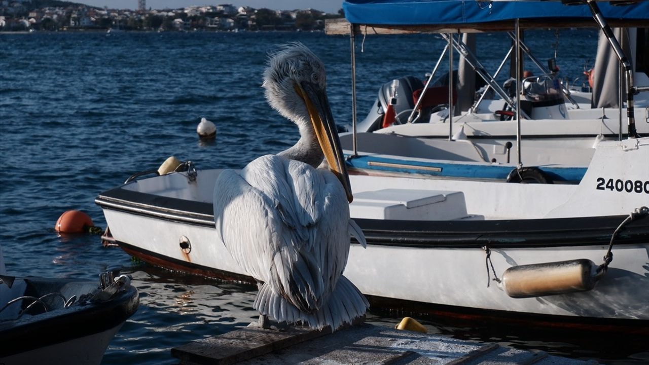 Foça'nın Yeni Maskotu: Tosun Pelikan
