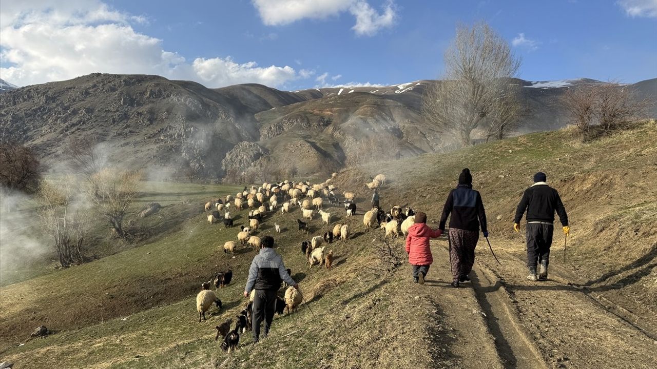 Hakkari'de İlkbaharın Müjdecisi Kuzu ve Oğlaklar Meralarda