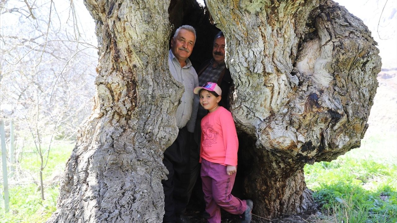Hakkari'deki Dev Ceviz Ağacı İlgi Odağı