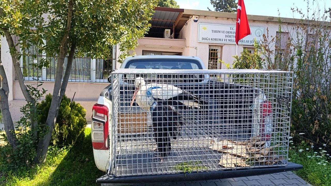 Hatay'da Yaralı Leylek Tedavi Altına Alındı