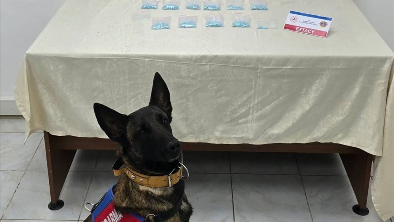Narkotik Dedektör Köpeği 'Benek' Uyuşturucu Ticaretiyle Mücadele Ediyor