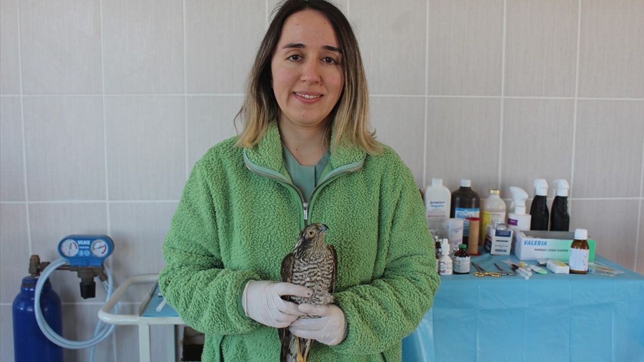 Samsun'daki Yaralı Atmaca Tedavi Ediliyor