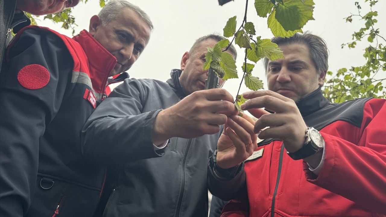 Tarım ve Orman Bakan Yardımcısı Bağcı, Zirai Dondan Etkilenen Fındık Bahçelerini İnceledi