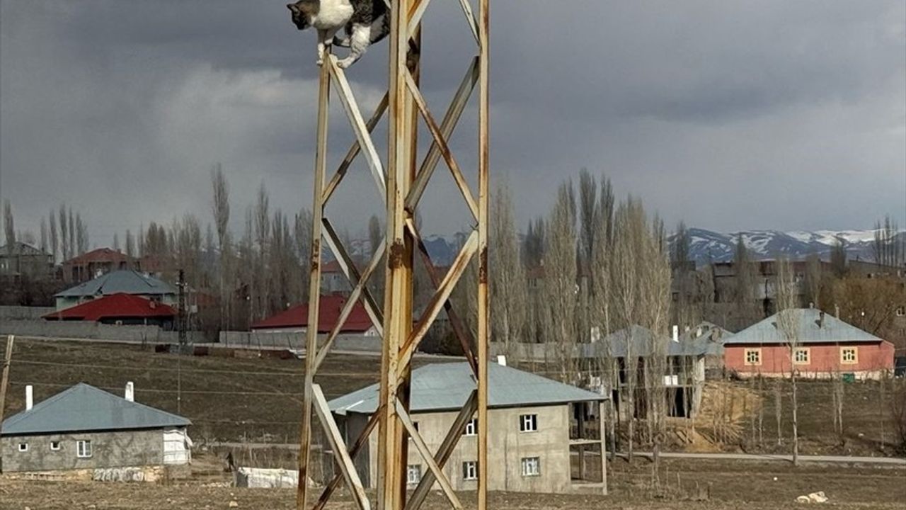 Van'da Kedi, Köpeklerden Kaçarken Elektrik Direğine Tırmandı