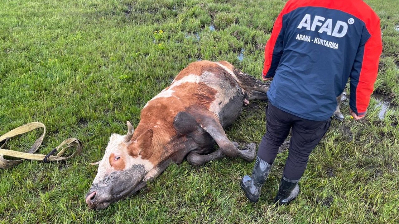 AFAD Ekipleri Ardahan'da Çamurda Mahsur Kalan İneği Kurtardı