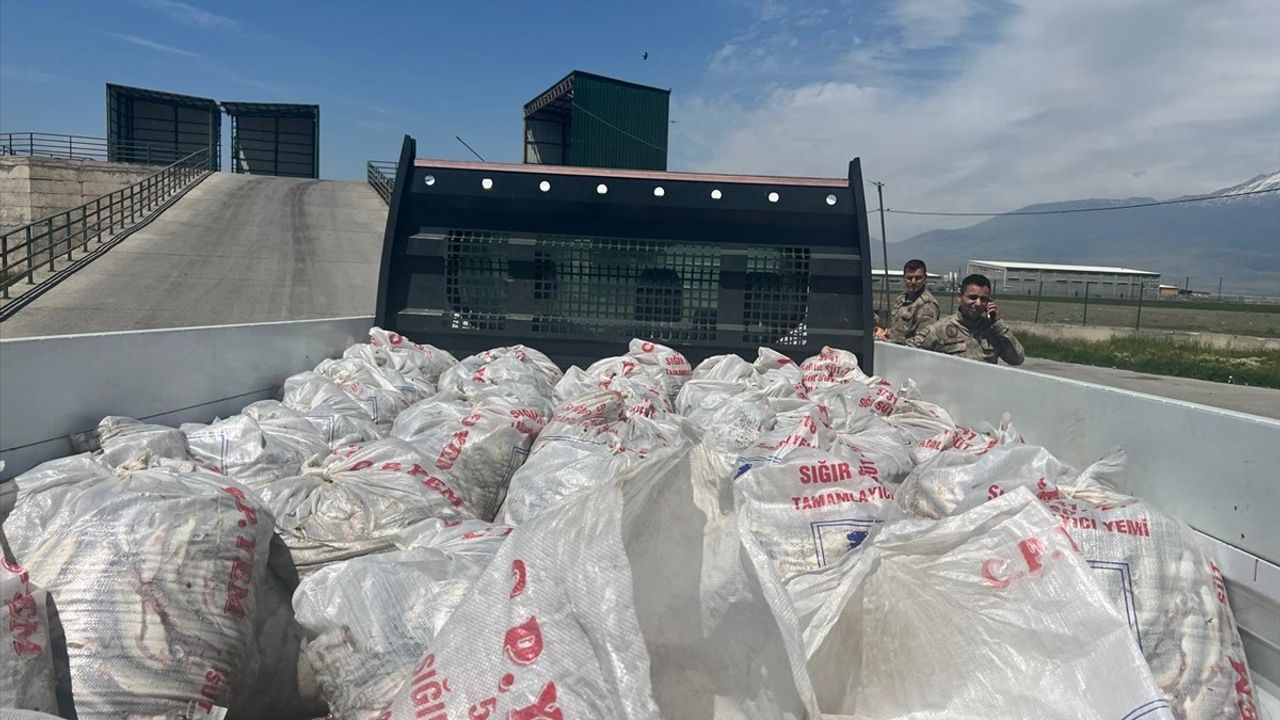 Ağrı'da Kaçak İçi Kefali Ele Geçirildi