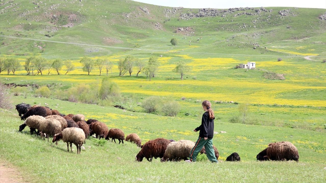 Ağrı Dağlarında Bahar Coşkusu: Rengarenk Çiçekler Açtı