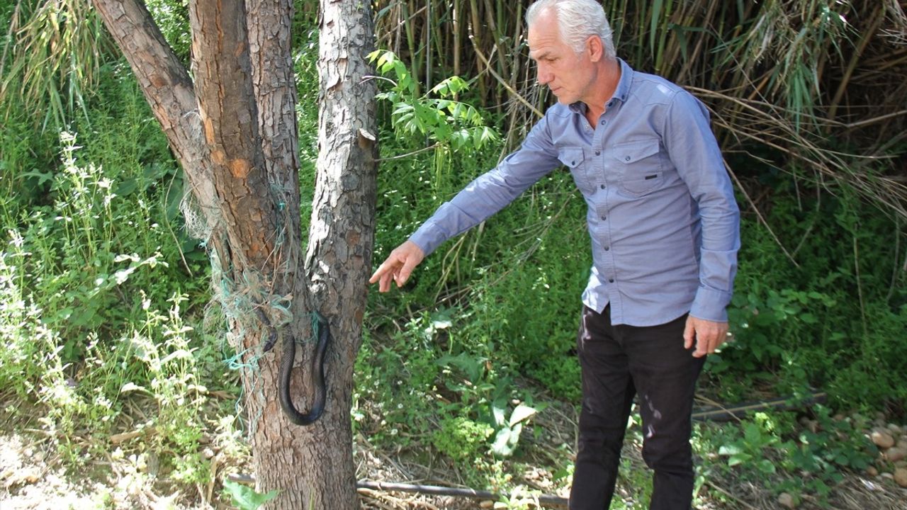 Antalya'da Bahçedeki Yılan Kurtarıldı
