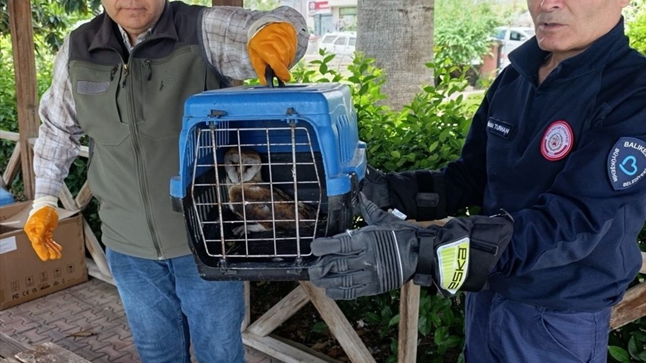 Balıkesir'de Yaralı Baykuş Kurtarıldı