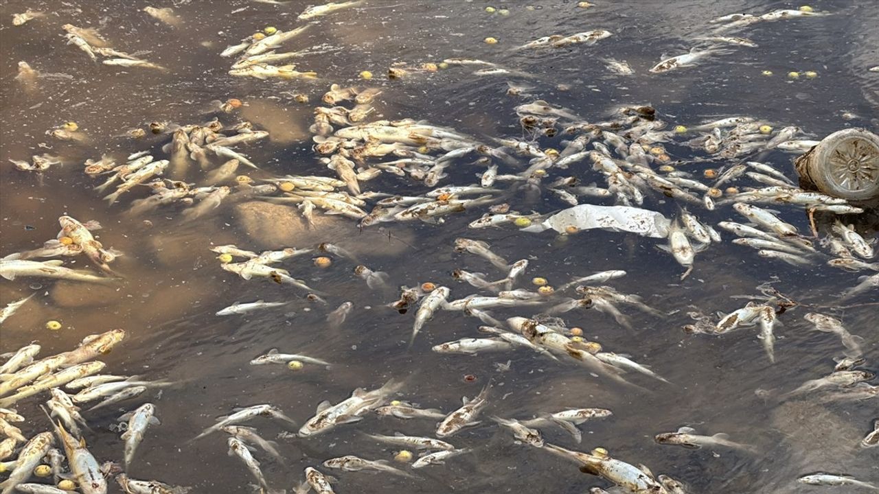 Batı Şeria'daki Auca Pınarı Kurudu: Filistinlilerin Hayatı Tehlikede
