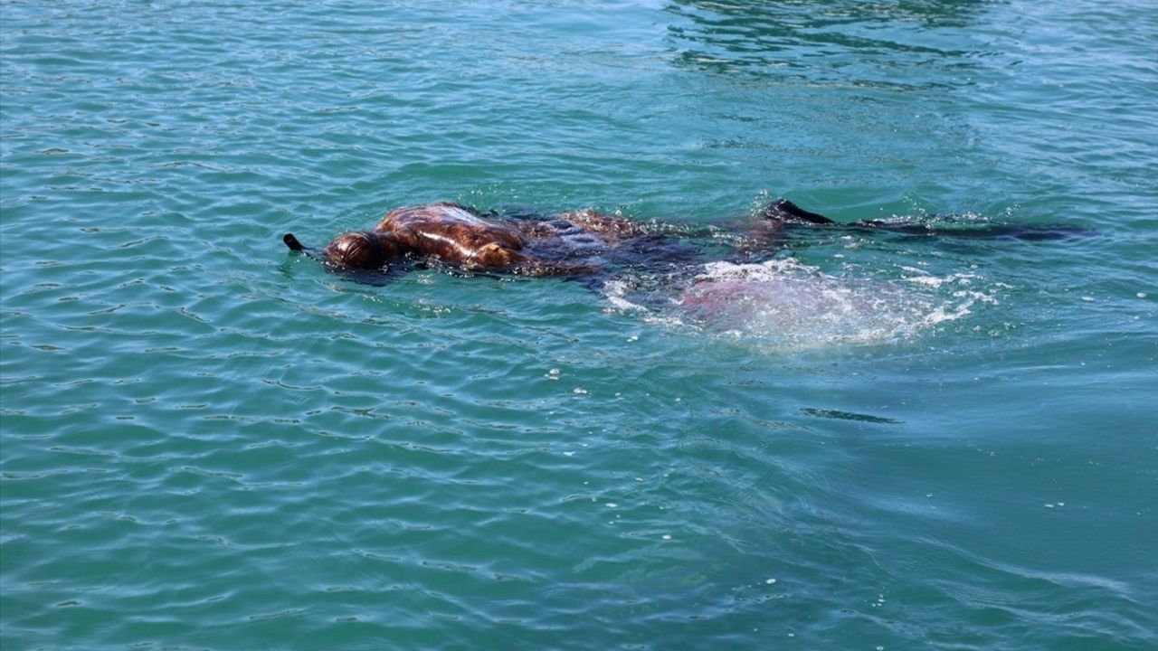 Bodrum'da Dalgıçlardan Deniz Dibi Temizliği