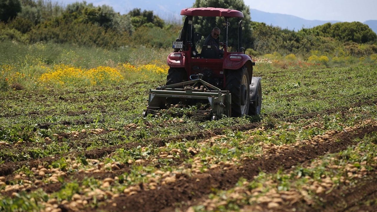 Datça'da Turfanda Patates Hasadı Başladı