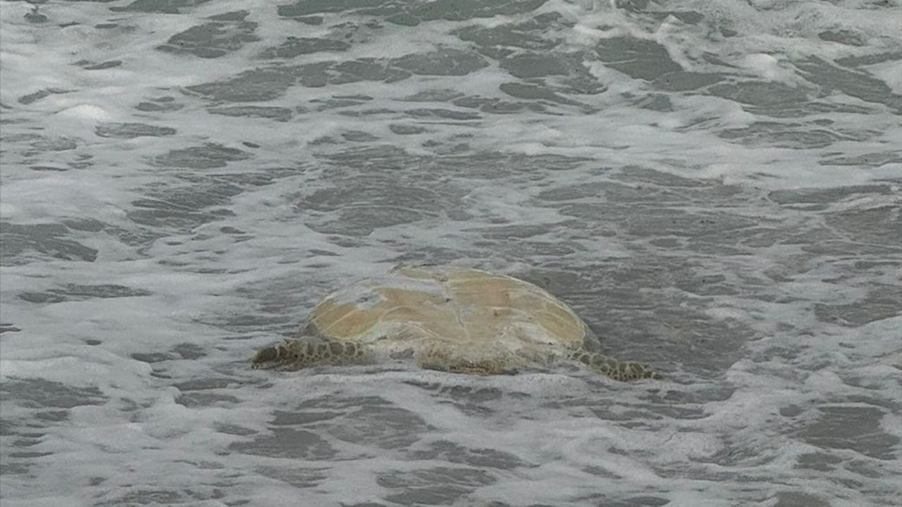 Datça Sahilinde Ölü Caretta Caretta Tespit Edildi