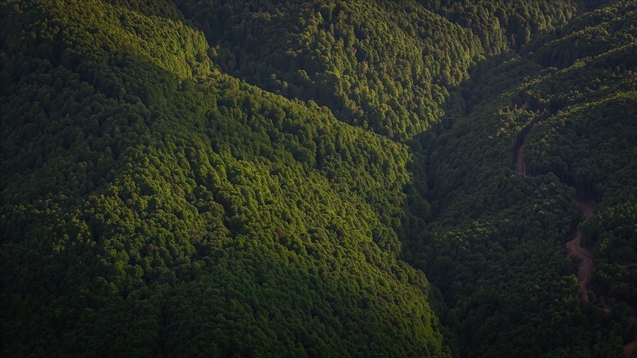 Domaniç Dağları'nda İlkbahar Güzelliği