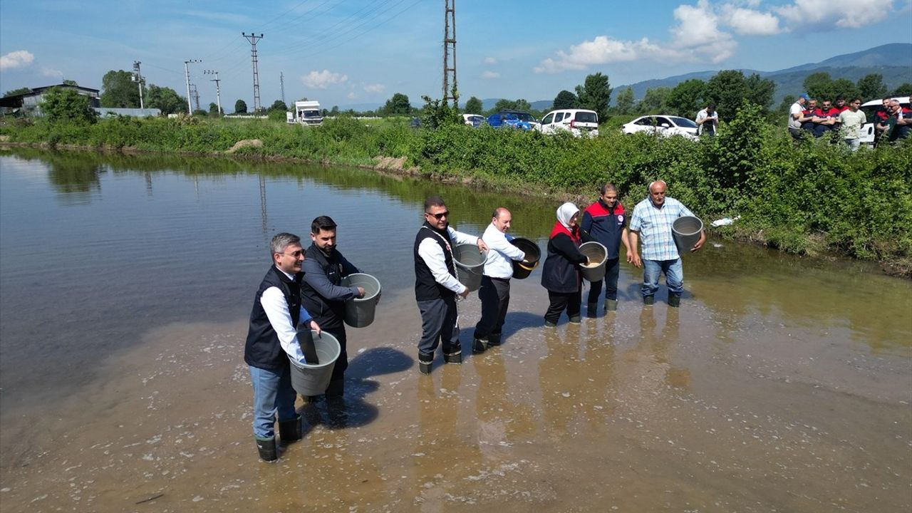 Düzce'de Coğrafi İşaretli Konuralp Pirinci Ekimi Yapıldı