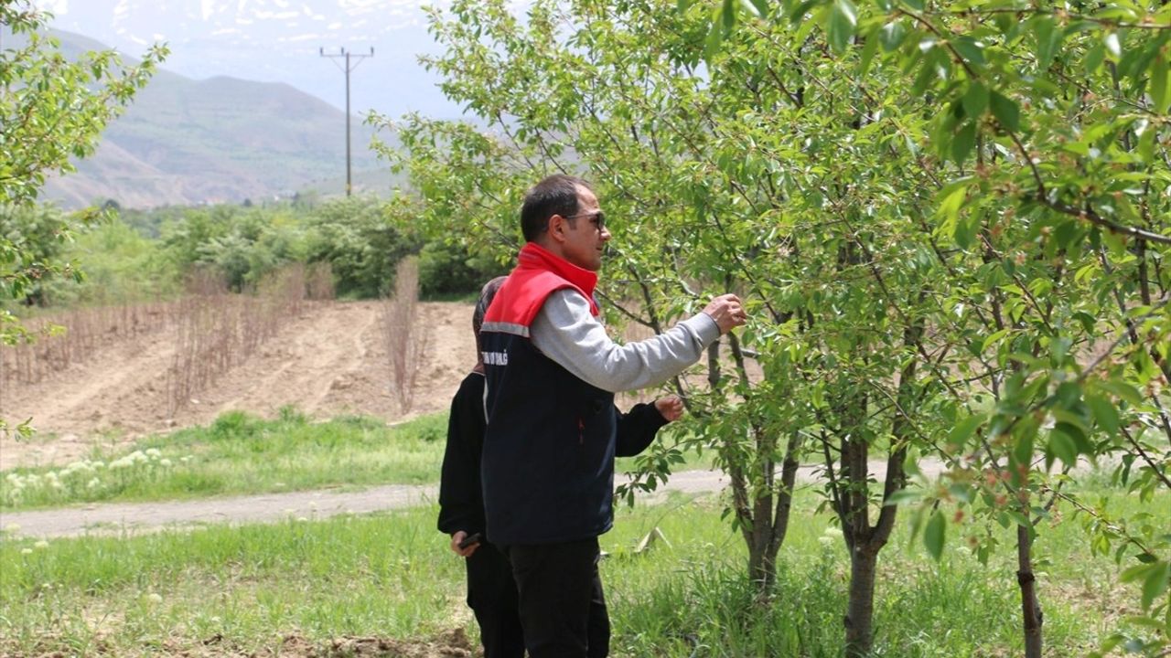 Erzincan'da Vişne Üretimi ile Ekonomiye Katkı