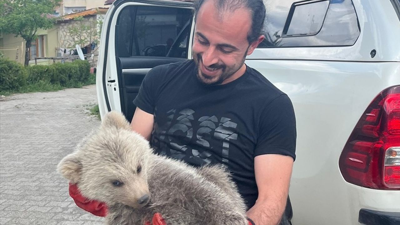 Erzurum'da Çobanlar Tarafından Bulunan Ayı Yavrusuna Koruma