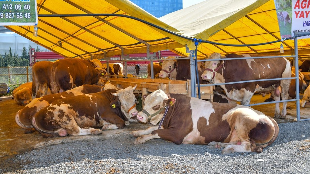 Esenyurt'ta Kurban Satış ve Kesim Alanı Hazır